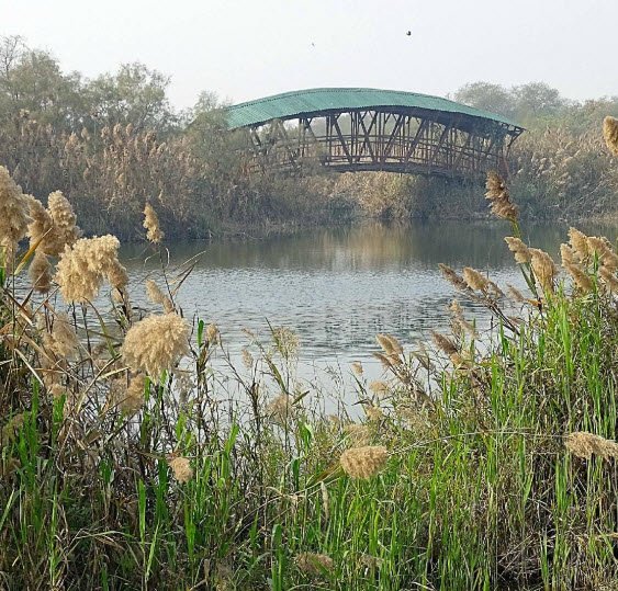 Yamuna Biodiversity Park, Central Delhi, Delhi - Vushii.com